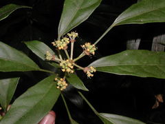 Dendropanax arboreus