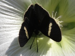 Melanis leucophlegma