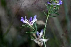 Astragalus arenarius