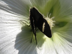 Melanis leucophlegma