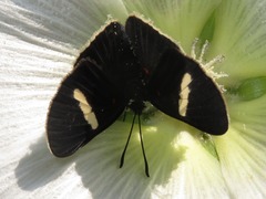 Melanis leucophlegma