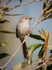 Prinia lepida