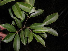 Zanthoxylum juniperinum