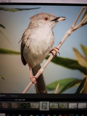 Prinia lepida