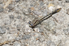 Phanogomphus