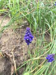 Muscari