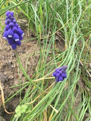 Muscari