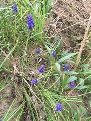 Muscari