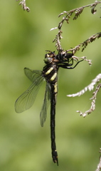 Cordulegaster obliqua