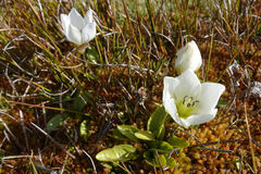 Gentianella amabilis