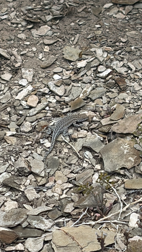 iNaturalist observation photo of Common Side-blotched Lizard