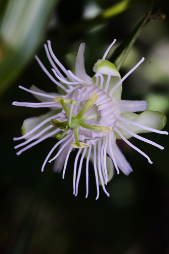 Passiflora tricuspis