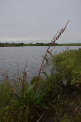Rumex pseudonatronatus