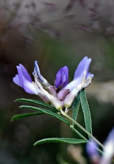 Astragalus arenarius