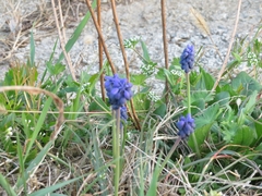 Muscari