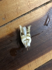 Emerita portoricensis