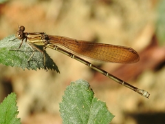 Argia rhoadsi