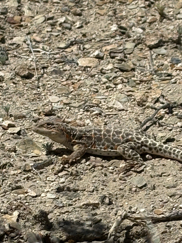 iNaturalist observation photo of Long-nosed Leopard Lizard