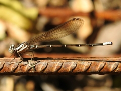 Argia rhoadsi