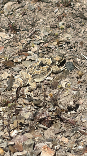 iNaturalist observation photo of Desert Horned Lizard
