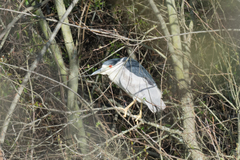 Nycticorax nycticorax