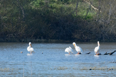 Pelecanus erythrorhynchos