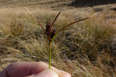 Carex wakatipu