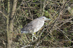 Nycticorax nycticorax