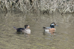 Lophodytes cucullatus