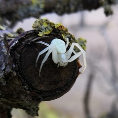 Misumena vatia