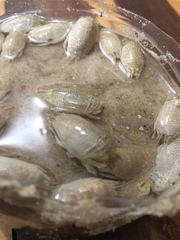 Emerita portoricensis