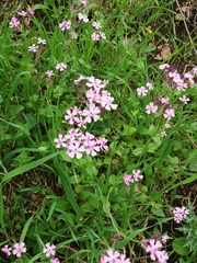 Silene aegyptiaca