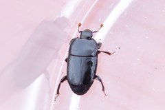 Platylomalus aequalis