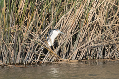 Nycticorax nycticorax