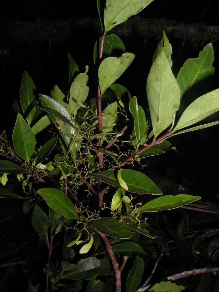 Zinowiewia pallida