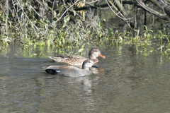Mareca strepera
