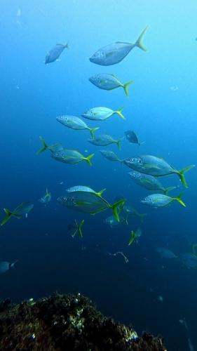 Pseudocaranx dentex