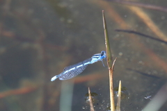 Enallagma doubledayi