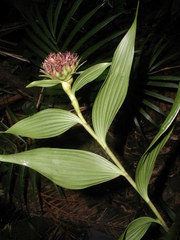 Elleanthus capitatus