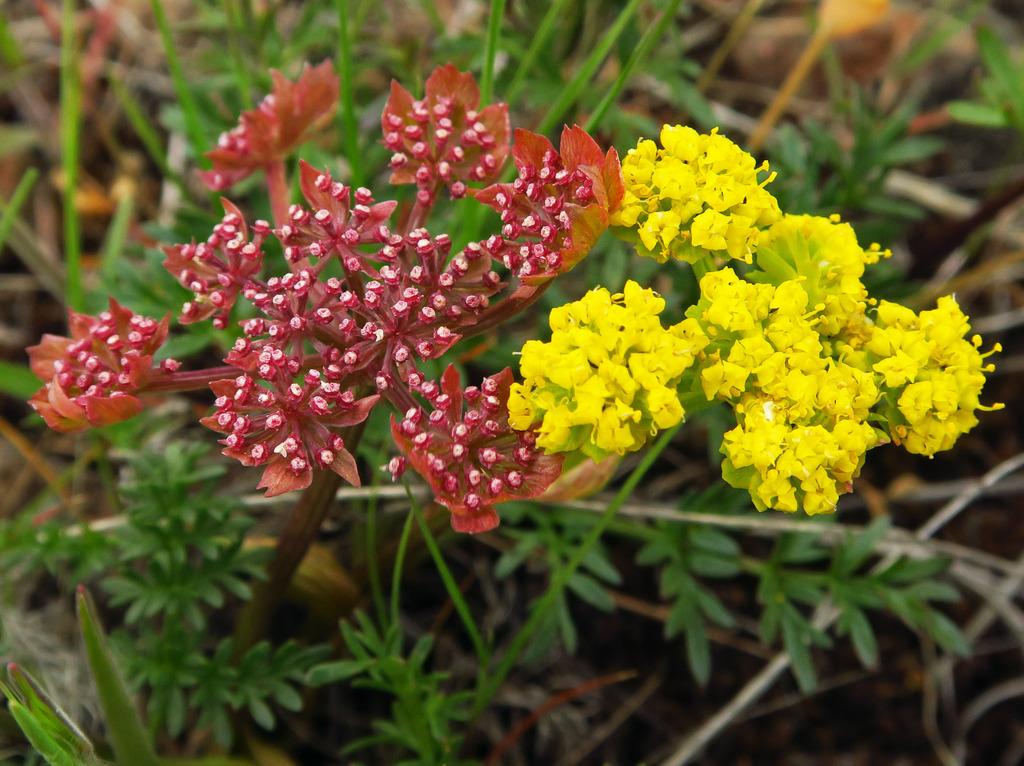 Cous-root Desert-parsley from Jordan Craters Road, Malheur County, OR ...