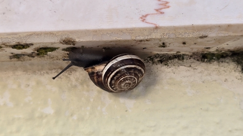 Eobania vermiculata