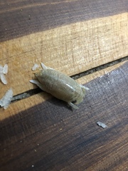 Emerita portoricensis