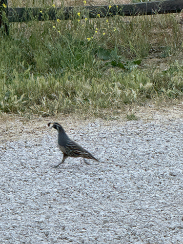 iNaturalist observation photo of California Quail