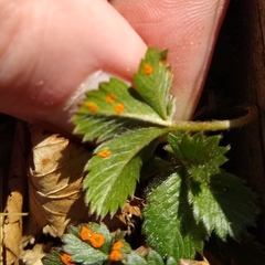 Phragmidium potentillae