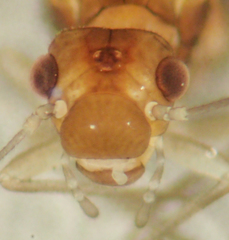 Elipsocus hyalinus