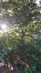 Magnoliales