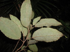 Macrohasseltia macroterantha