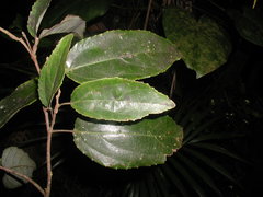 Macrohasseltia macroterantha