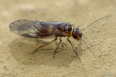 Elipsocus hyalinus