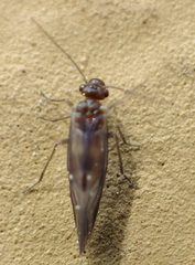 Elipsocus hyalinus